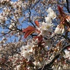 【お花見】代々木公園からお花見自粛要請？(2020/3/19 開花状況)