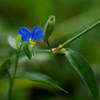 ツユクサ:露草　鴨頭草　月草　鴨跖草　碧嬋花 