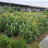 トウモロコシの手入れ