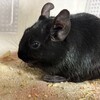 くろごまあん二世 320日目