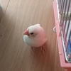 ５月３日のくー🐦️   そして、今思う文鳥のごはん