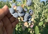 ＢＢ百景NO.５　７月２３日午後５時