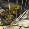 はるまついぶき④～誘引したバラの芽のゆくえは？