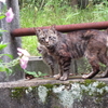 子ねこ保育園　子ねこ騒動④