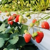 いちご🍓狩り情報４月７日(土)🐝開園日です‼️