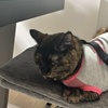 あめでしゅね。