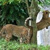 チーター木の又に挟まれたが もがいて脱出に成功です。 #多摩動物公園