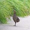キジの幼鳥