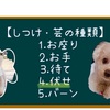 犬のしつけ【伏せ】と【バーン】 コツについて