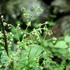 アカネ科の植物　今日とりあげるのはアカネ（ニホンアカネ）．見たところ，ただの雑草かと見まがうのですが， その根は赤く，古代から「茜色」の染料として，とても貴重な植物でした．その染色技術は長い間失われていて，最近になって再現できるようになりました．赤糸威鎧に残された色を手がかりにして．「あかねさす」とうたわれた茜色は，太陽が光り輝いて見えるような，赤にわずかに黄がさしこんだような色といえます．