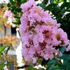 今日の花２８