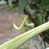 タカサゴユリの蕾に載るハラビロカマキリ