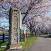 福岡堰の桜