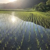 我が田んぼ。田植え終わって一段落