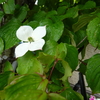 朝から雨です。