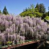 　『 花たび  西寒田神社 』