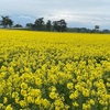 東北農業研究センター  菜の花公開