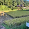 まだまだ稲刈り