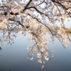 堤防の桜満開　4月7日
