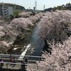 成瀬駅～恩田川桜散歩・鴨居・大岡川桜散歩～上大岡