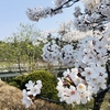 五戸町とおいらせ町　公園の桜2022(開花宣言1週間後)