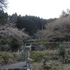 塩釜桜