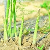 春に食べたい人気のアスパラレシピ