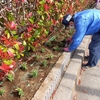 サンコーポ浦安の外周花壇にマツバギクを植栽-花いっぱい浦安2024