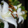 07/19（水）ぽつぽつ小雨含みの曇り後雨