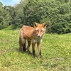 【北海道】キタキツネに会える、そして焦がし醤油ラーメンがうまいゴルフ場