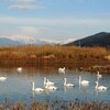 御宝田遊水池の白鳥ー１