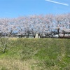 香住駅の桜