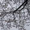 弁当を持ち歩いてみた
