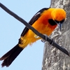 ベリーズ　電線の Hooded Oriole （フーデッド　オリオール）