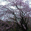 【桜便り】六義園の枝垂桜