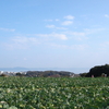 【第３弾！】三浦半島ハイキングオフ（非公式） 
