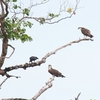 クロモズガラス Black Butcherbird