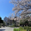 山下公園で花をみる 横浜観光名所桜と花めぐり(2)