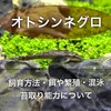 オトシンネグロの飼育方法！穏やかで混泳も可能！人気の苔取り熱帯魚