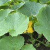 梅雨入り後の畑のようす　〜夏野菜と果物の成長記録〜