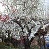 勝俣部長の「ため息」１８８１････なんで　こうなってしまうのか　な〜