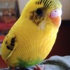 インコの誕生日と名前の決め方