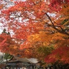 11月の上賀茂手づくり市に行き、葵太夫に遭遇。