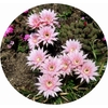 サボテン花壇の花：名前は気にしないで：その６