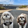 飛行機雲がふたつ