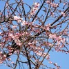 土手町の十月桜と冷やし中華がおいしい季節?!