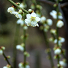 郷土の森