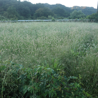奥の田んぼの草刈り4回目　　アジア大会のまとめ