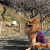 ポメちゃん　赤塚山公園で花見