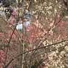 占春園と小石川植物園 in 東風解凍【学びの庭編】